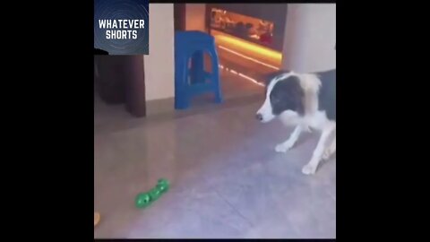 This dog may be the best goalkeeper ever #shorts #sports #dog #pets