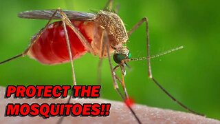 Leftists Save Mosquitoes While Africans Die of Malaria