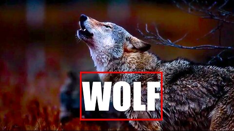 Wolf | Animals | Carnivore | Wild | Hunt