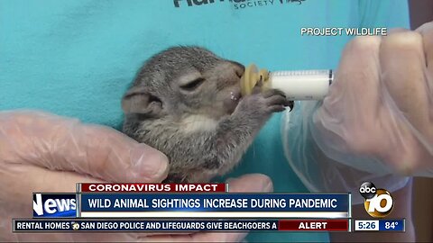 Wild animal sightings increase during pandemic