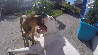 Dogo Argentino Kissing Her New Little Puppy. Extremely Adorable!