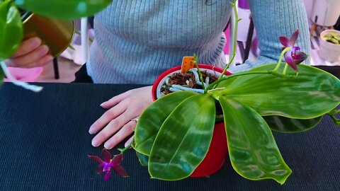 Why Orchid roots DON'T need light and clear pots
