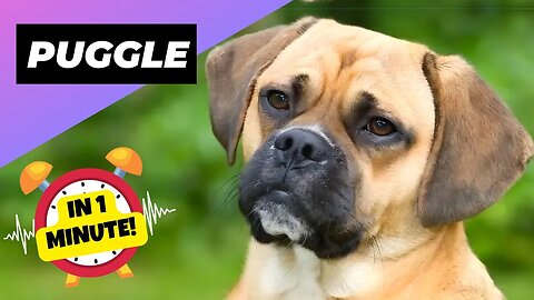 Puggle - In 1 Minute! 🐶 The Pug + Beagle Crossbred | 1 Minute Animals
