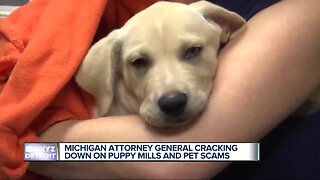 Michigan Attorney General's push to help consumers deceived in puppy scams