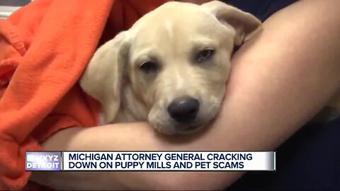 Michigan Attorney General's push to help consumers deceived in puppy scams
