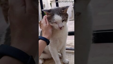 Adorable Stray Cat Loves Head Rubs - Heartwarming Interaction!