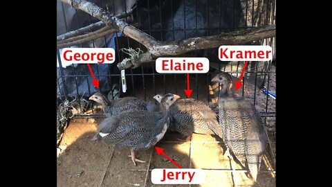 Guinea fowl keets set up. Preparing them for life in the trees. Jerry, Kramer, Elaine and George