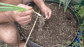 Transplanting Green Onions, Lots Of White