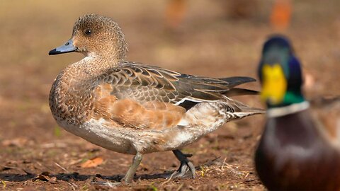 You Just Can't Keep This Wigeon Female Duck Down. She's Gonna Get Right Back Up