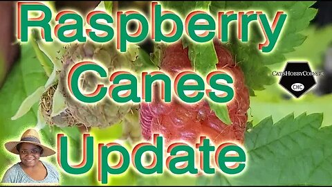 #raspberry #fruitberries Canes Update - #catshobbycorner