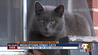 Middletown stray cats
