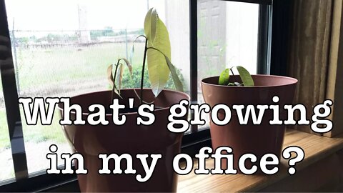 What's growing in my office?
