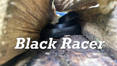 Black Racer