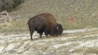 Yellowstone Bison