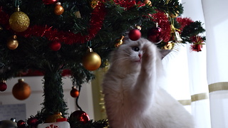 Kitten thinks Christmas tree is giant play toy