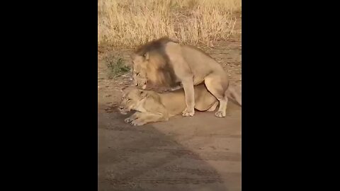 lion meeting