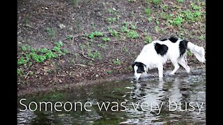 Who's Swimming in My Pond?