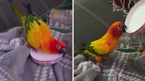 Parrot repeatedly slaps ice cream lid in hilarious fashion