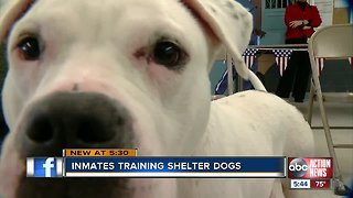 Adoption Ready: Inmates train dogs at local prison