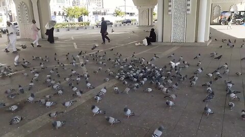 Hujjaj loves to provide food to pigeons: Near Masjid e Nabawi | Madinah