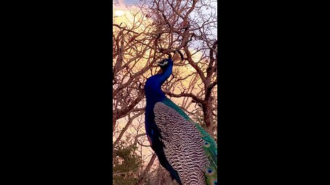 Voice Peacocks 🦚 Indian 🦚 Peacock #nature #peacock #photography