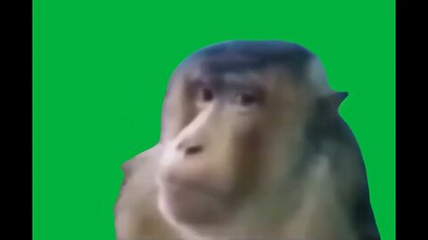 Monkey Starring Green Screen