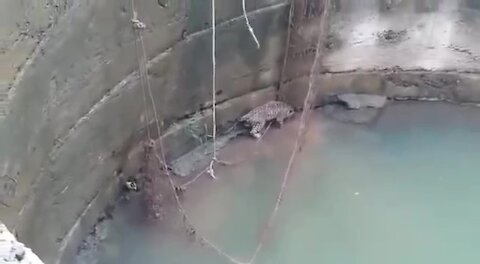 Rescuing a Wild Leopard from the WELL