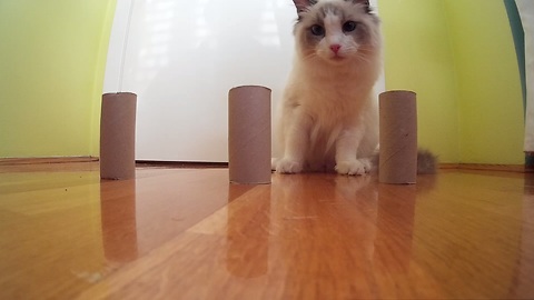 Clever cat dominates DIY shell game