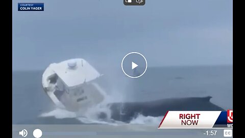 WHALE CAPSIZED A FISHING BOAT WHEN IT SURFACED AND LANDED ON THE BACK OF THE BOAT