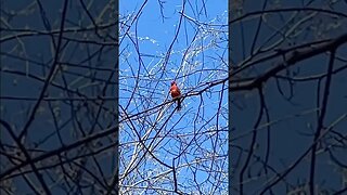 Happy Cardinal Sings For Me