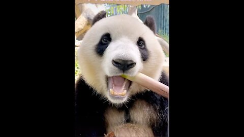 Lovely panda, I like the way she eats sugarcane