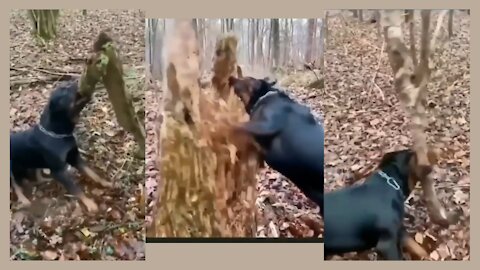 Dangerous wood attack by Rottweiler