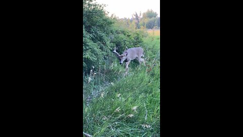 12 point buck walks right up to me