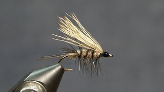 Caddisfly Adult (Fling & Puterbaugh 13/30)