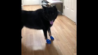 Dog awkwardly tries to get used to new boots