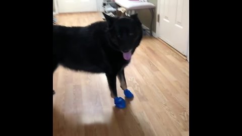 Dog awkwardly tries to get used to new boots