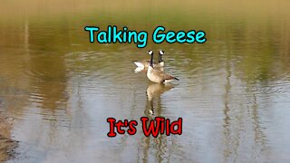 Talking Geese – It’s Wild