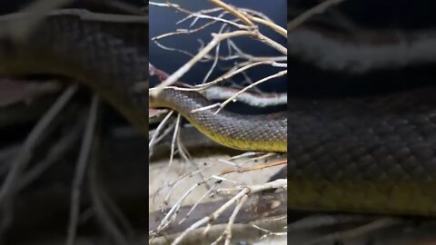 😱 Dangerous Nature's status ❤️ | Snake nature WhatsApp Status | amazing nature video ❤😳 #shorts(5)
