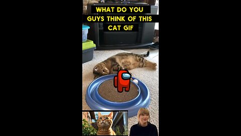 Cute Cat Gif