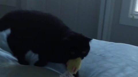 Athletic cat plays fetch like a pro