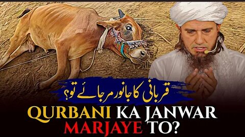 Qurbani ka Janwar Mar Jaaye tou | Mufti Tariq Masood