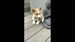 Playful Corgi Puppy Tries To Shake Off New Collar