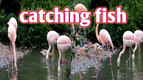Catchin fish by Flamingo bird