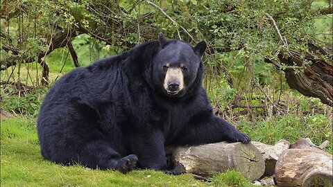 Black Bear Bear Wild | Canada Animal | Animal Wildlife Video | Animals Discovery 2021 |