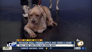 Pets of the Week: Apple and Cider
