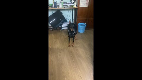 BALL IS LIFE for PingAn the Doberman Dog