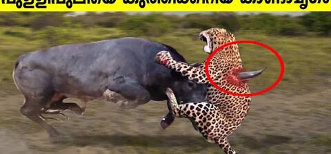 10 Times Leopards Messed With The Wrong Opponent | 10 TIMES ANIMALS MESSED WITH THE WRONG OPPONENT!