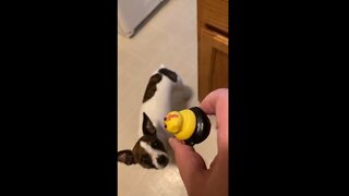 Princess earns a special treat