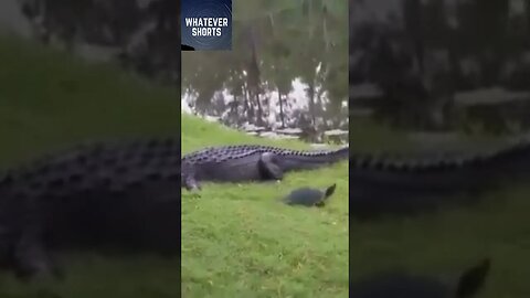 Alligator fails to eat turtle and then just gives up on life #shorts #animals #wildlife