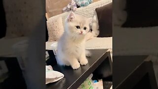 PLAYING CAT VIDEO MEAWWW